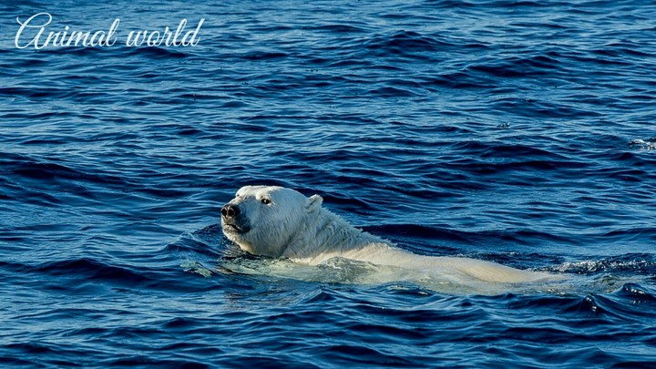 Animal world.