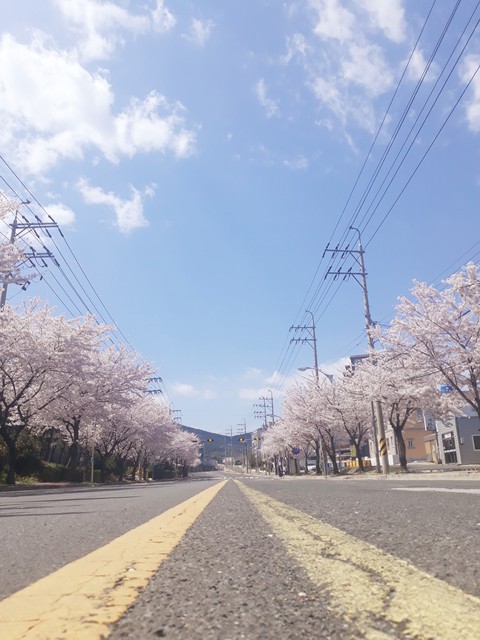 cherry blossoms