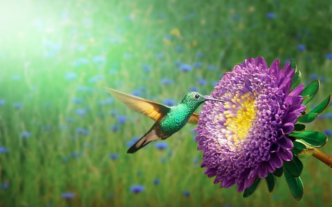 Birds