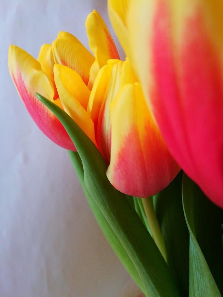 Tulip
