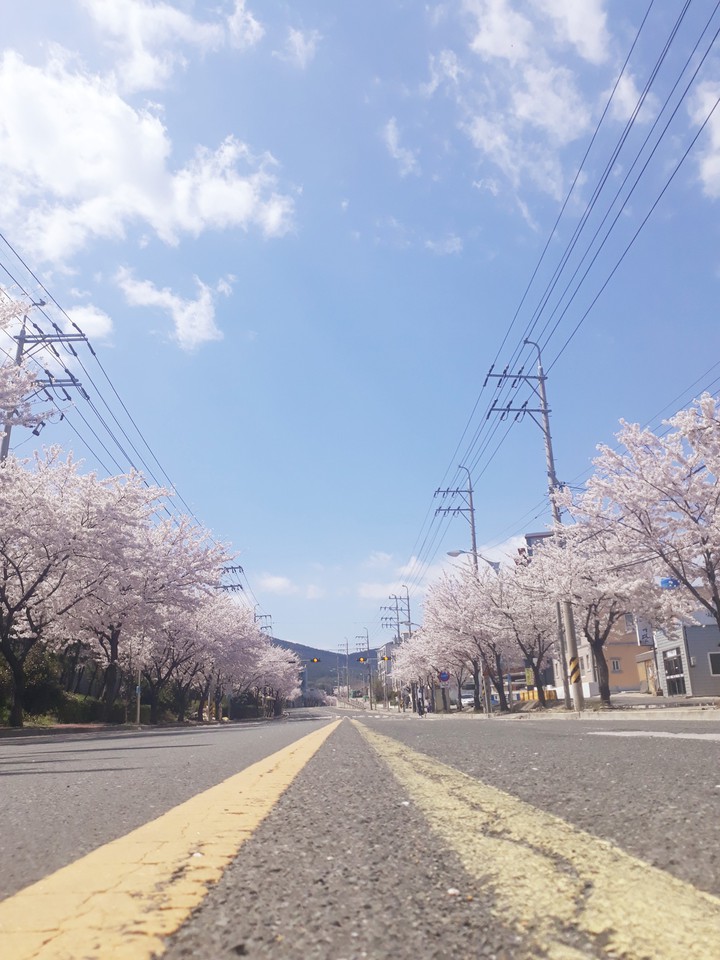 cherry blossoms