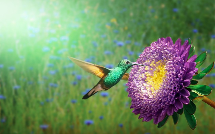 Birds