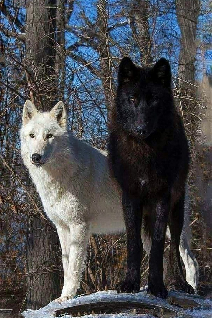 Black and White Wolves in the Winter
