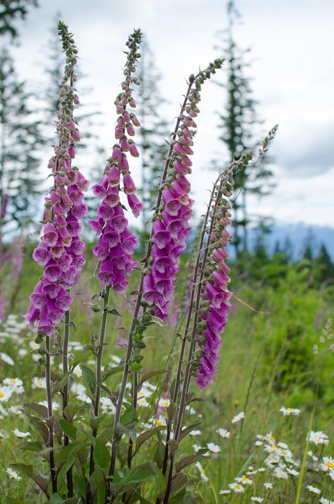 foxgloves, mullein háttérképek