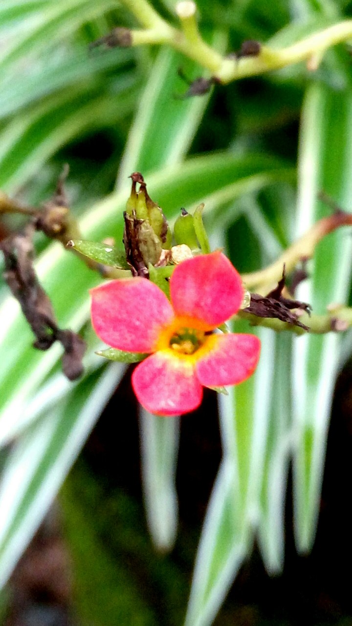 flower