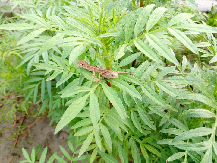 টিকটিকি