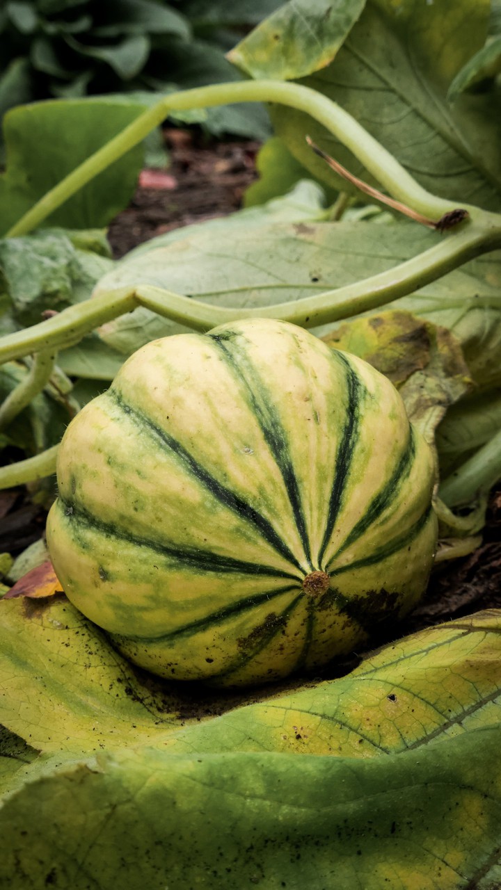 Squash