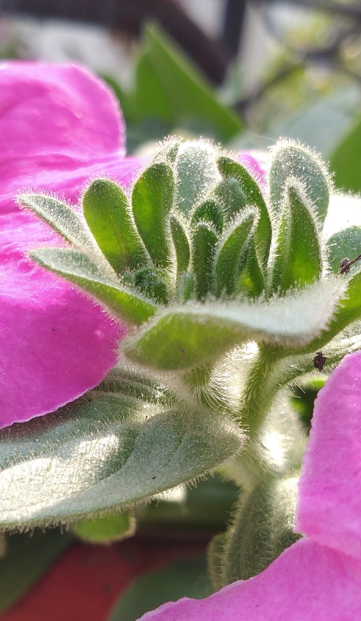 petunia leaves