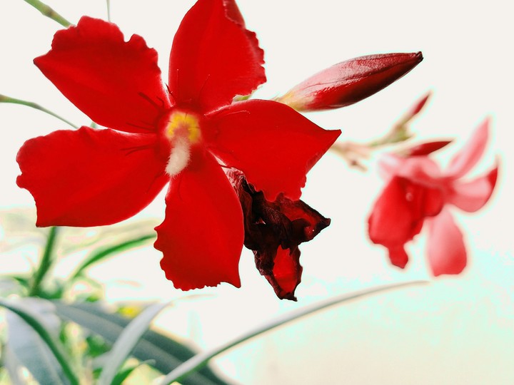 Home garden