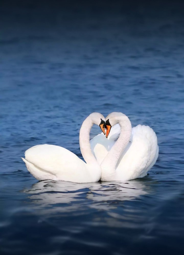 swans