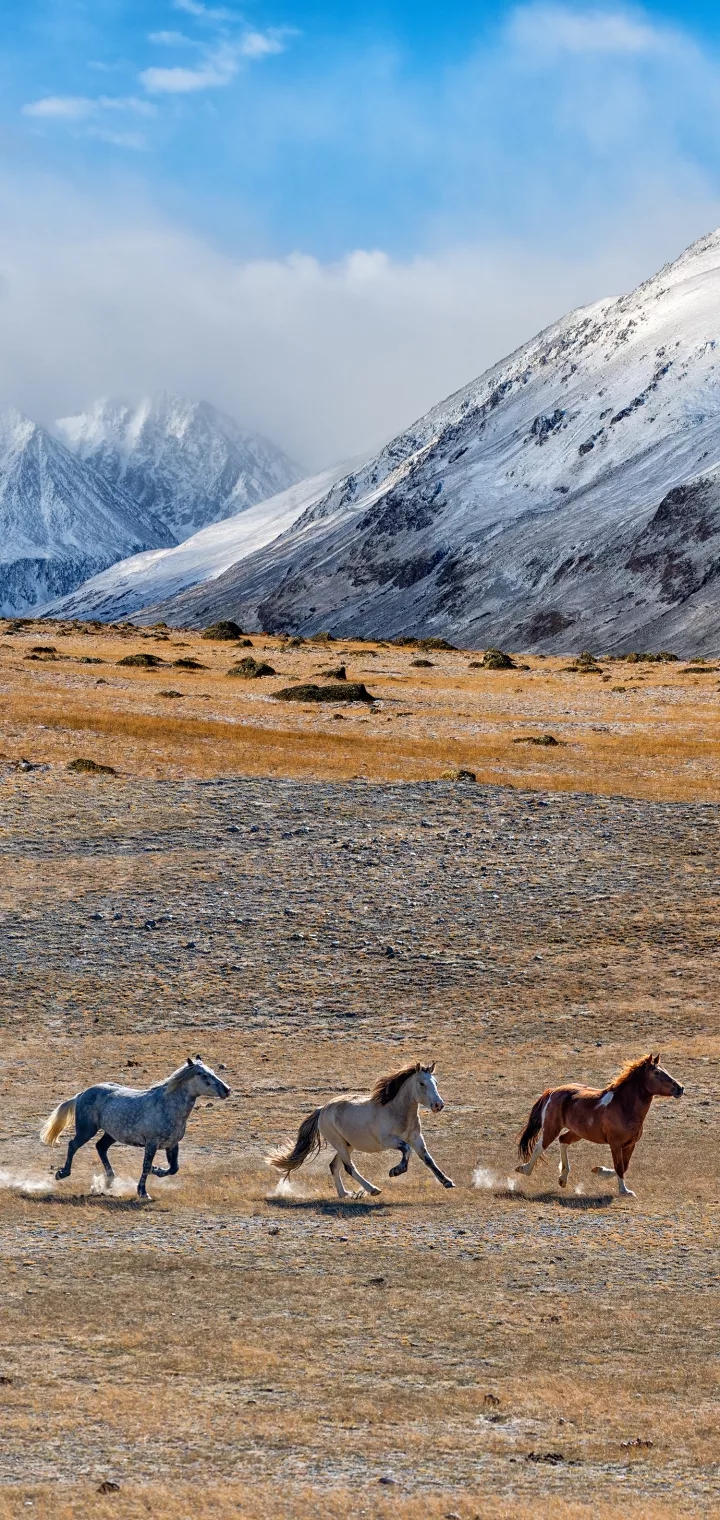 horses