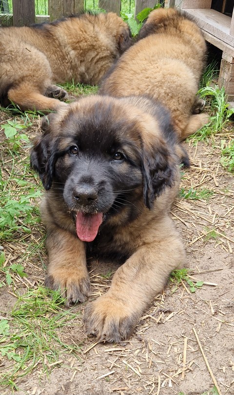 тапети dog, leonberger