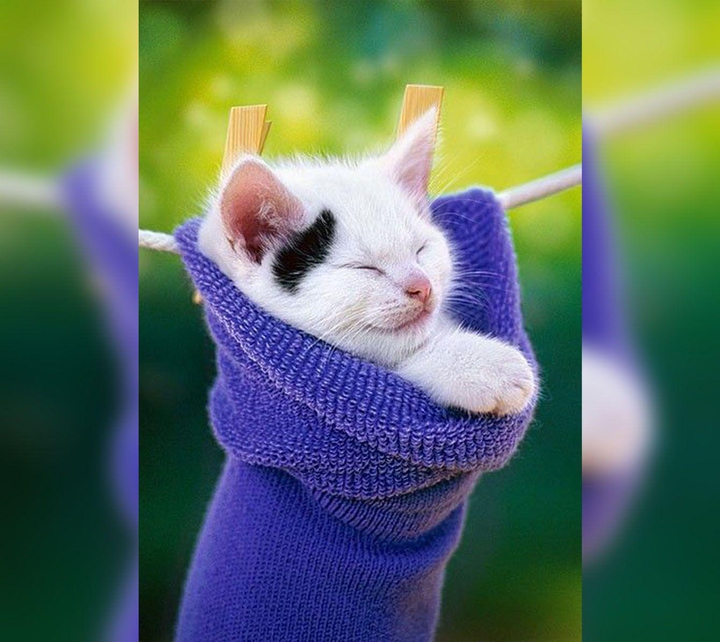 Котенок в носке