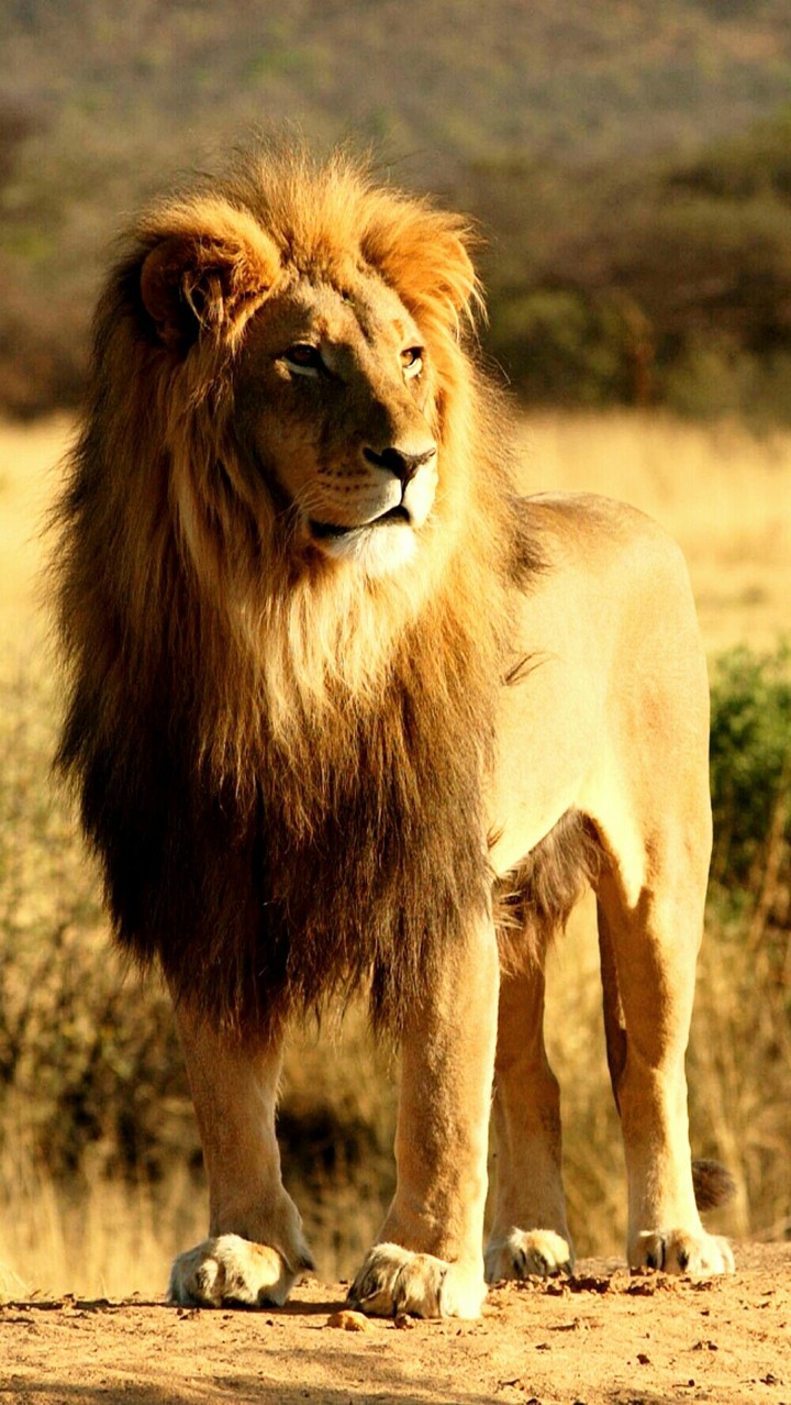 King Lion