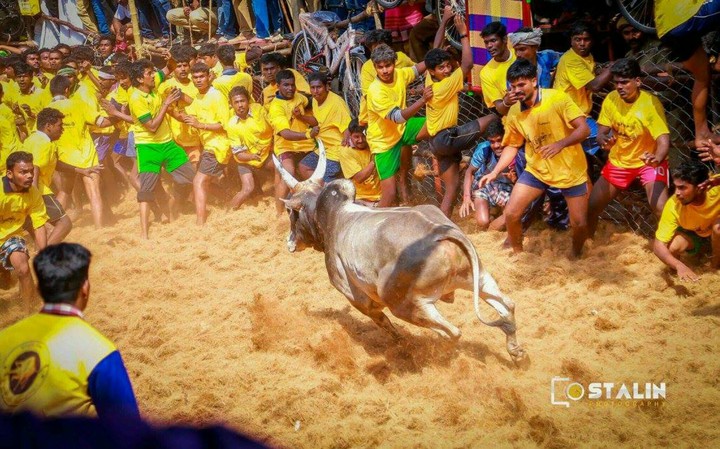 jallikattu