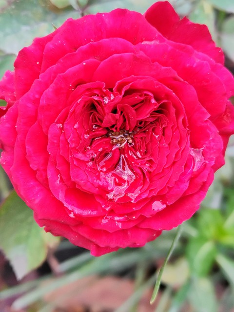 petal, pink壁纸