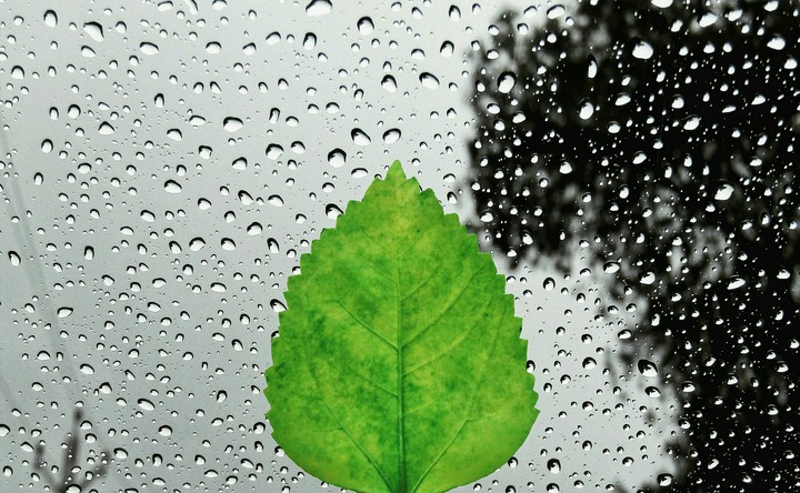 leafy