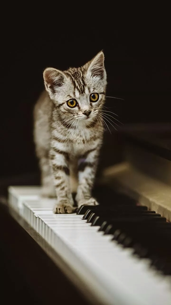 meow