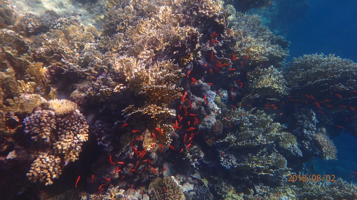 Red Sea