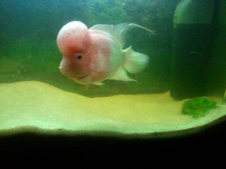 Pinkpather Flowerhorn Fish