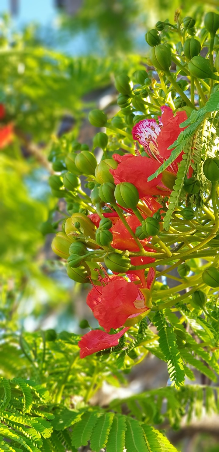 flowers