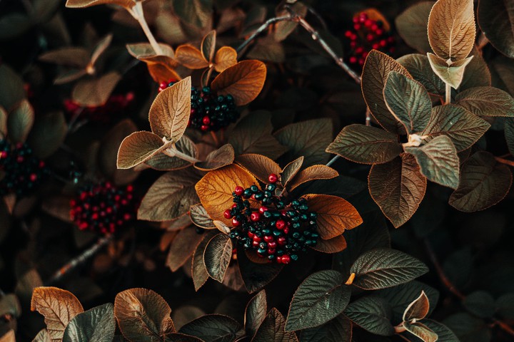 autumn