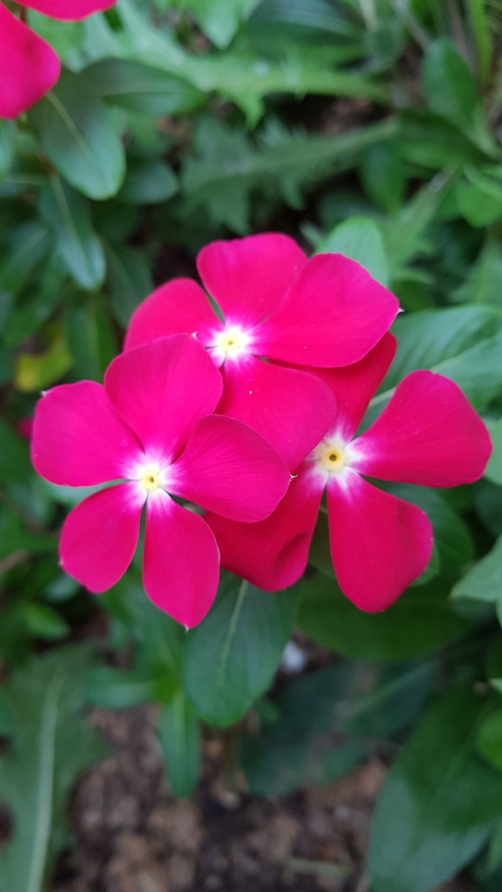 flower