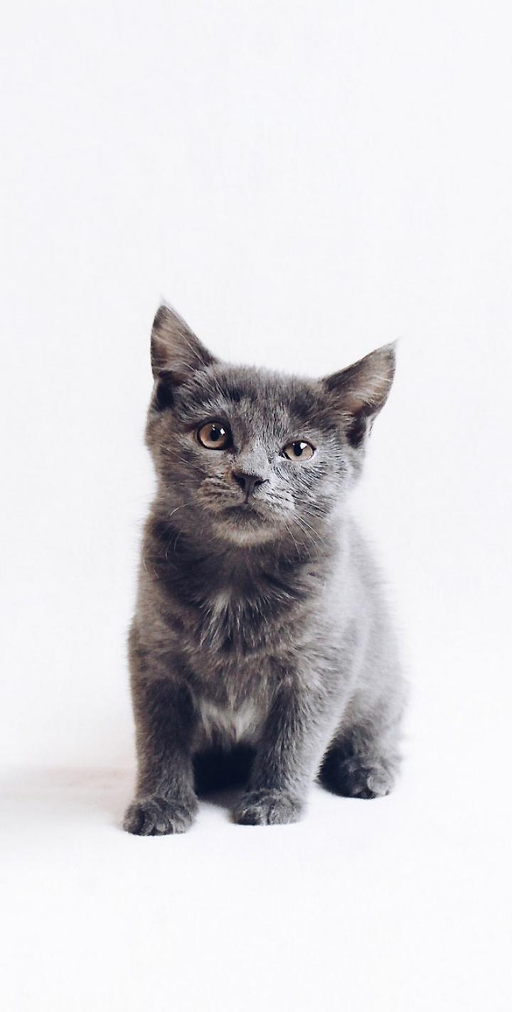 meow♥️♥️