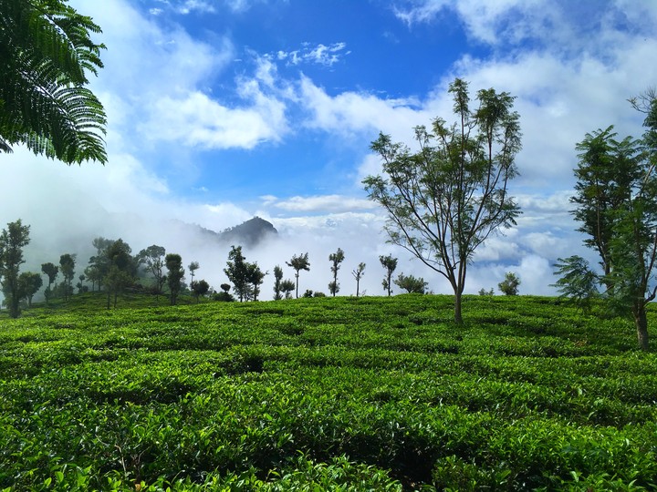 Tea plantations