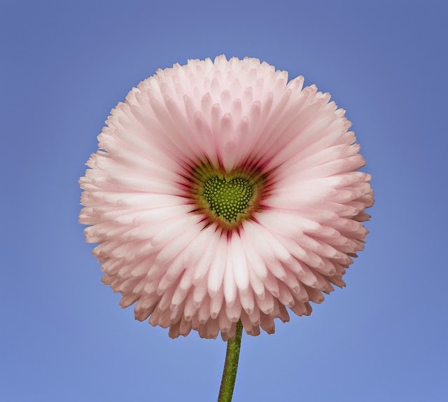 flores exóticas# estrella d corazón