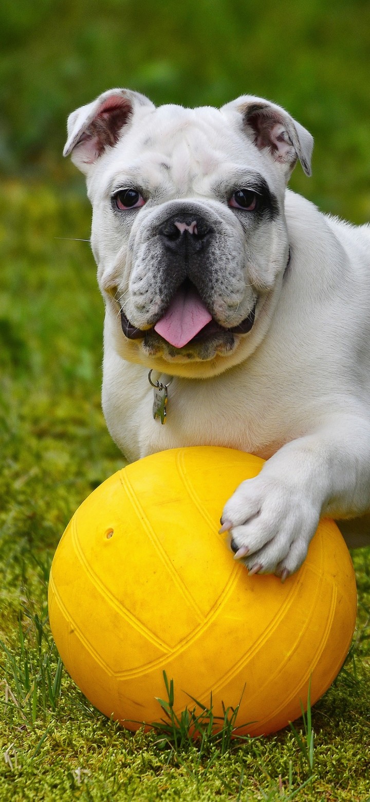 golden ball