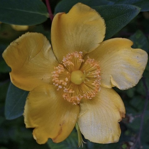 خلفيات malvales, flower