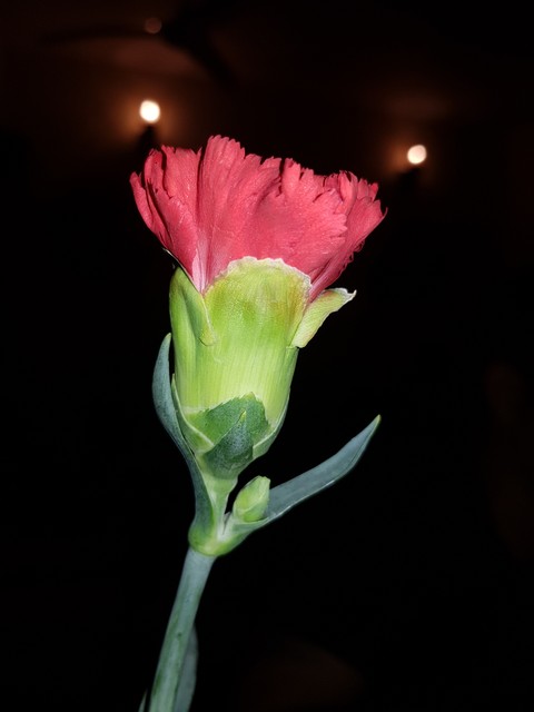 nature's call for LOVE