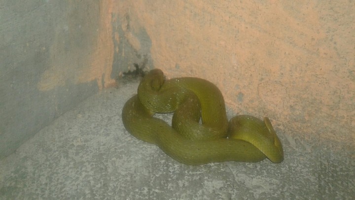 green snake