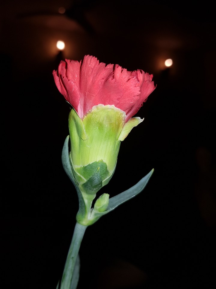 nature's call for LOVE