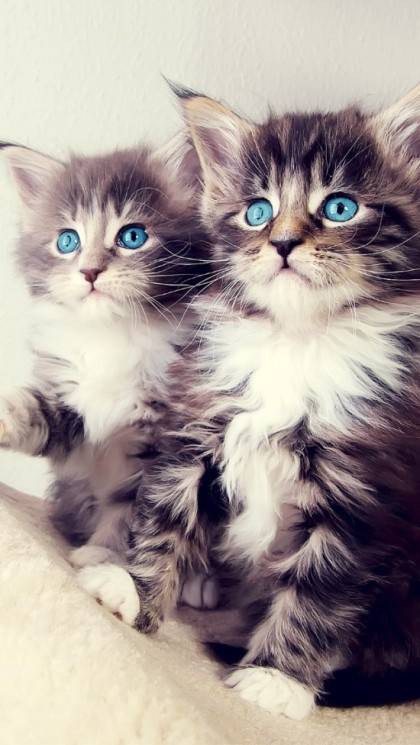 ♥