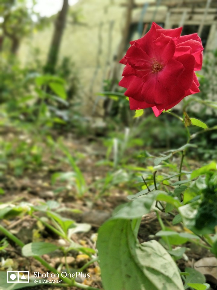 rose