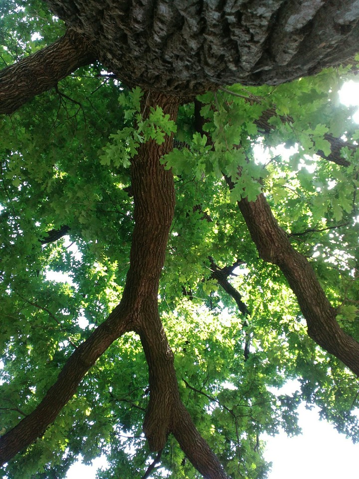 old tree more than 150 years