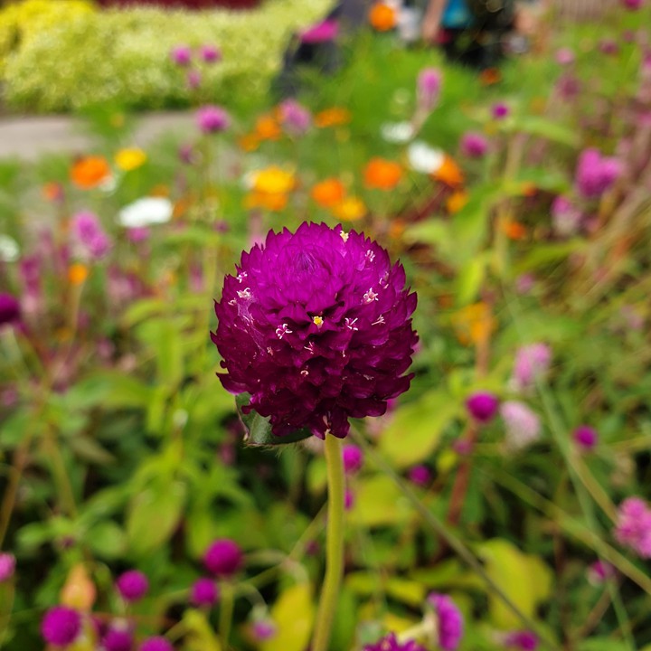 flower