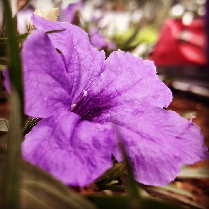 Violet beauty