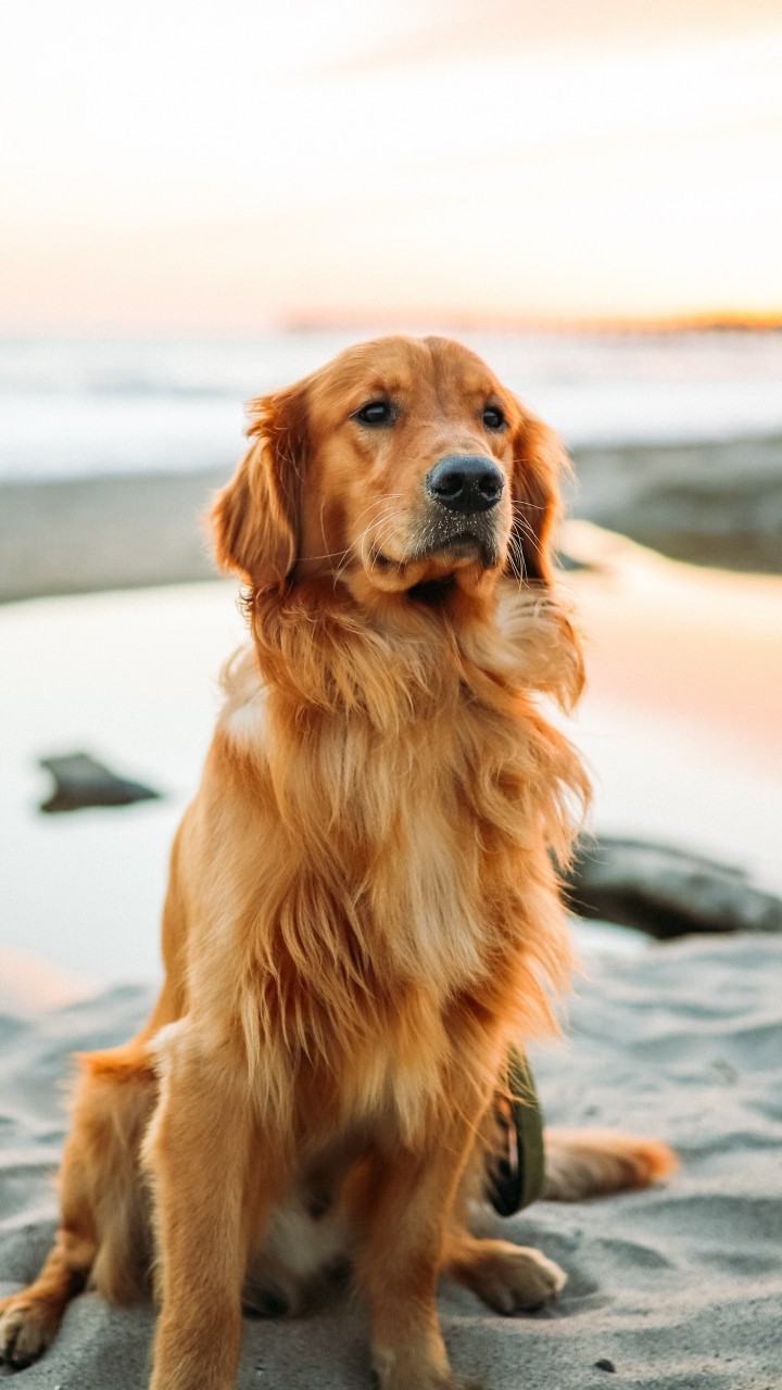 dog of Pakistani