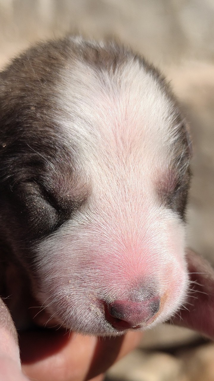 puppy