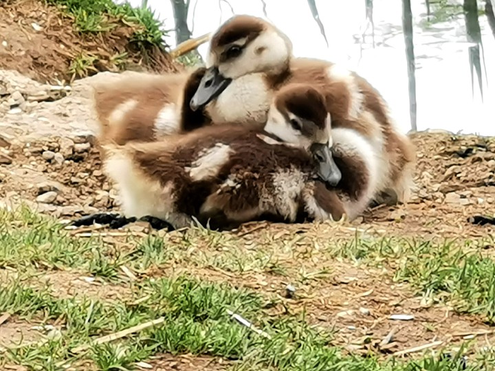 ducklings