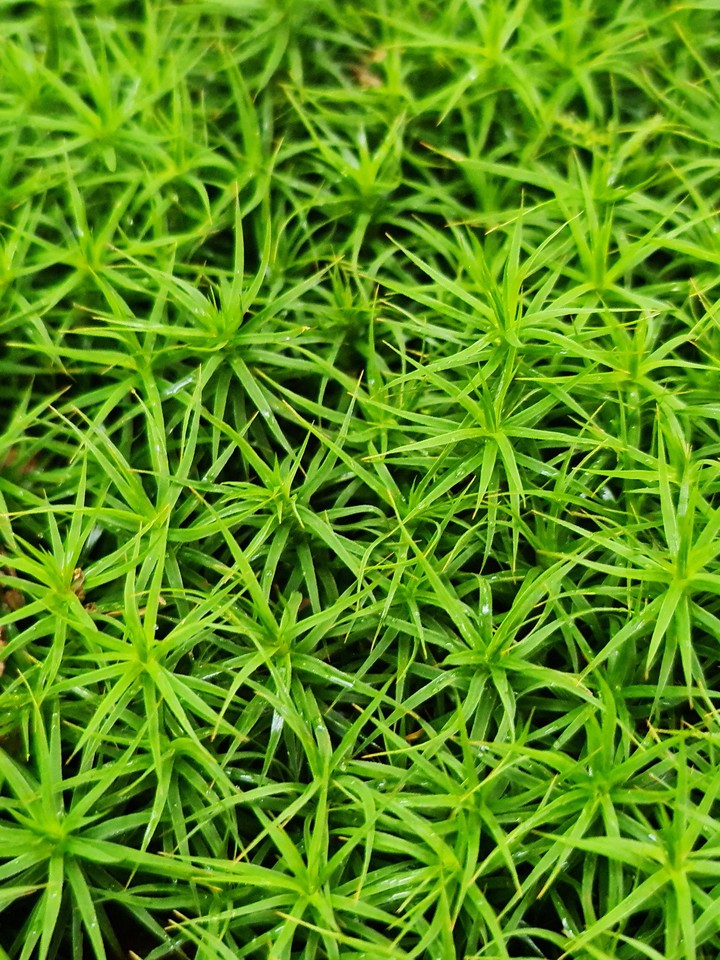 mossy