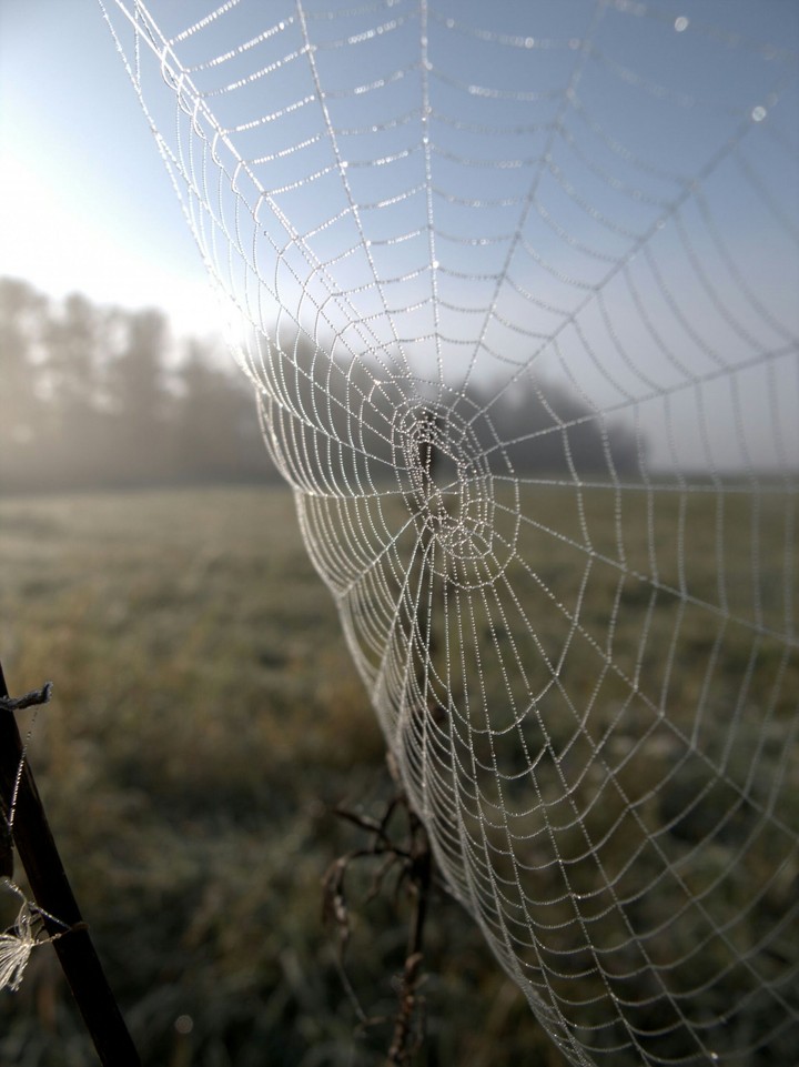 spider