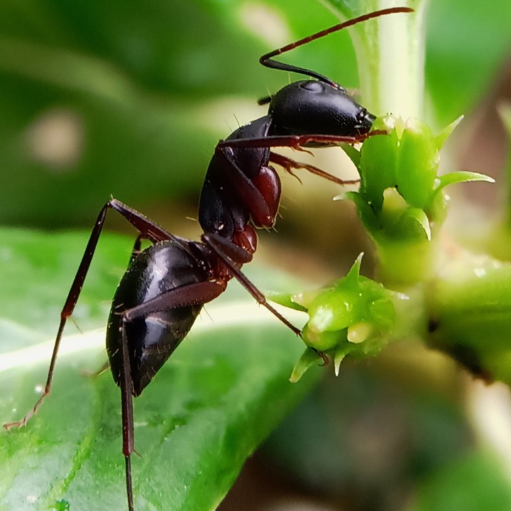 insect