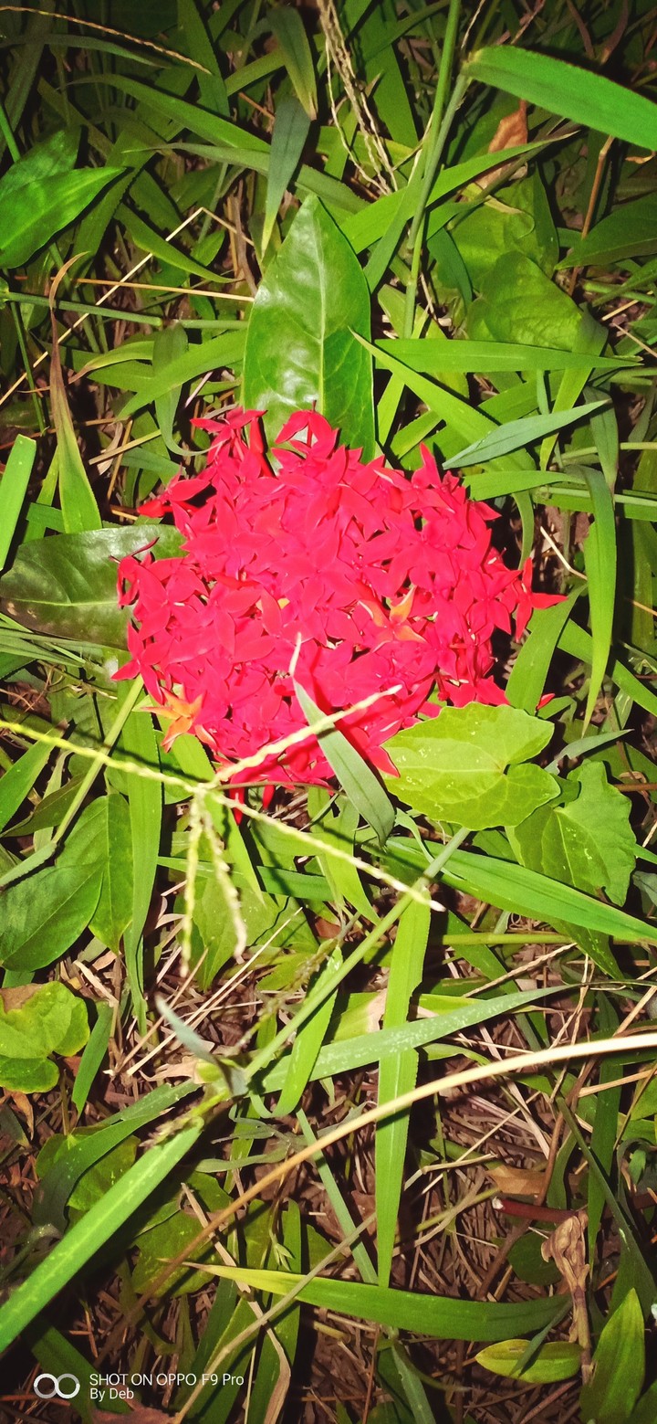 flowers