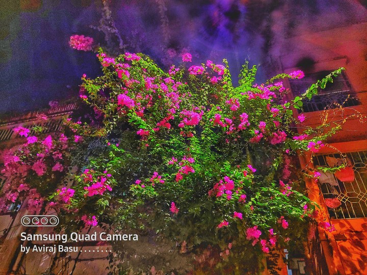 vibrant Bougainvillea ???