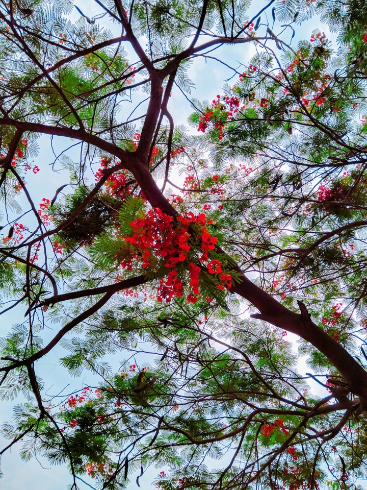 Gulmohar Tree
