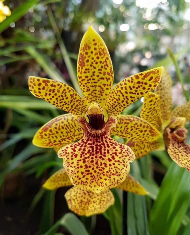 Orquídea tigre